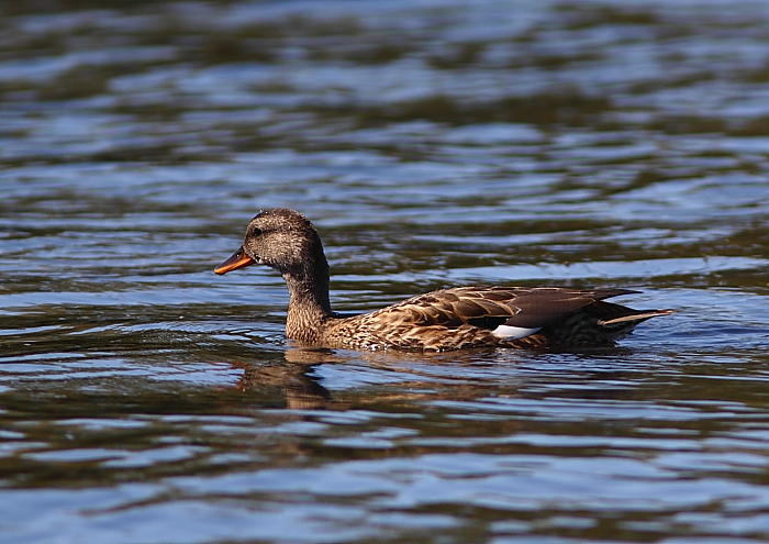 Canard chipeau, Gadwall
