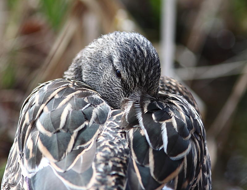 Canard colvert, Mallard Duck