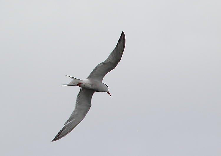Sterne Pierregarin, Common Tern