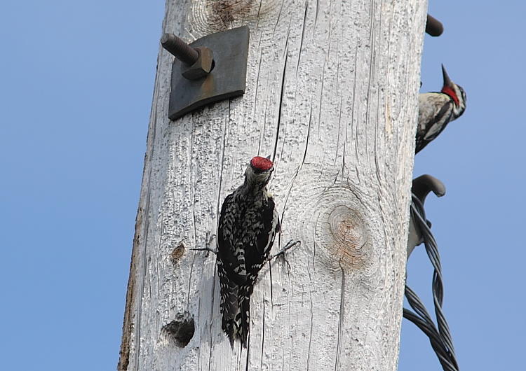 Pic macul, Yellow-bellied Sapsucker