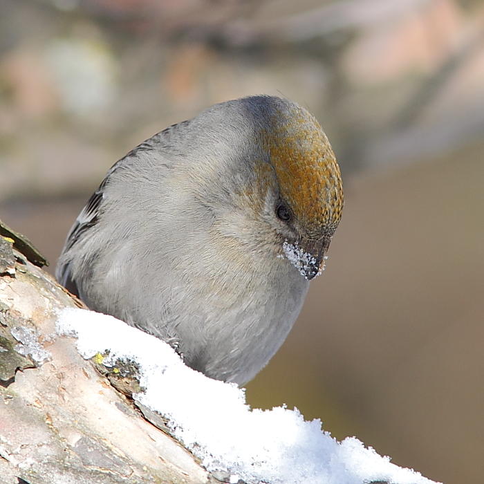 Durbec des sapins