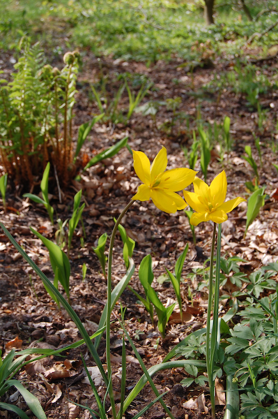 Vild tulipan (Tulipa sylvestris)