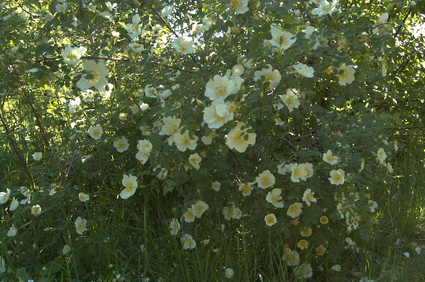 Rosa pimpinellifolia Klitrose