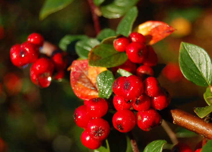 Cotoneaster