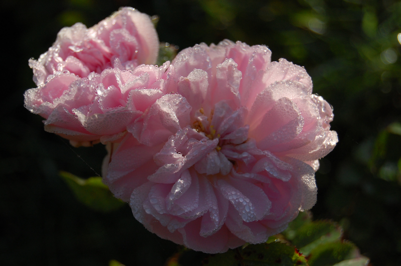 Jacques Cartier