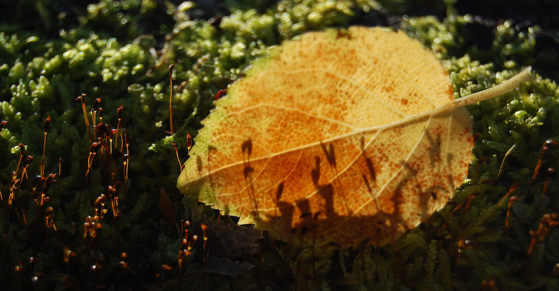 DSC_2803.jpg