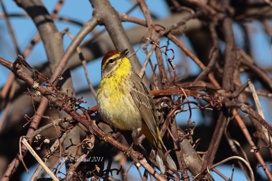 Parulin  couronne rousse 110 a.JPG