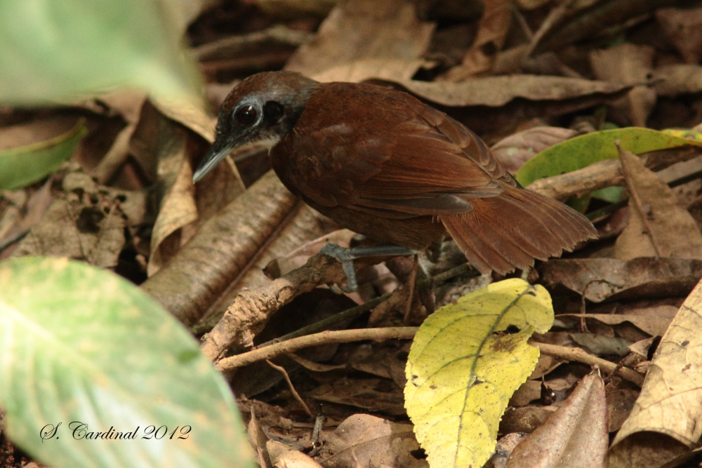 Panama 2012 Bicolored Antbird 06 a.JPG