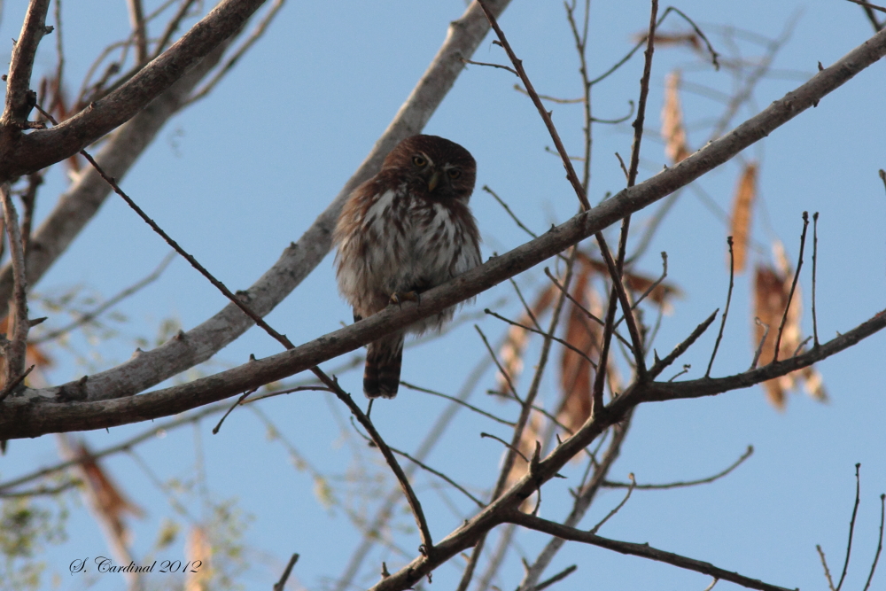 Panama 2012 Ferruginous Pygmy-Owl 03 a.JPG