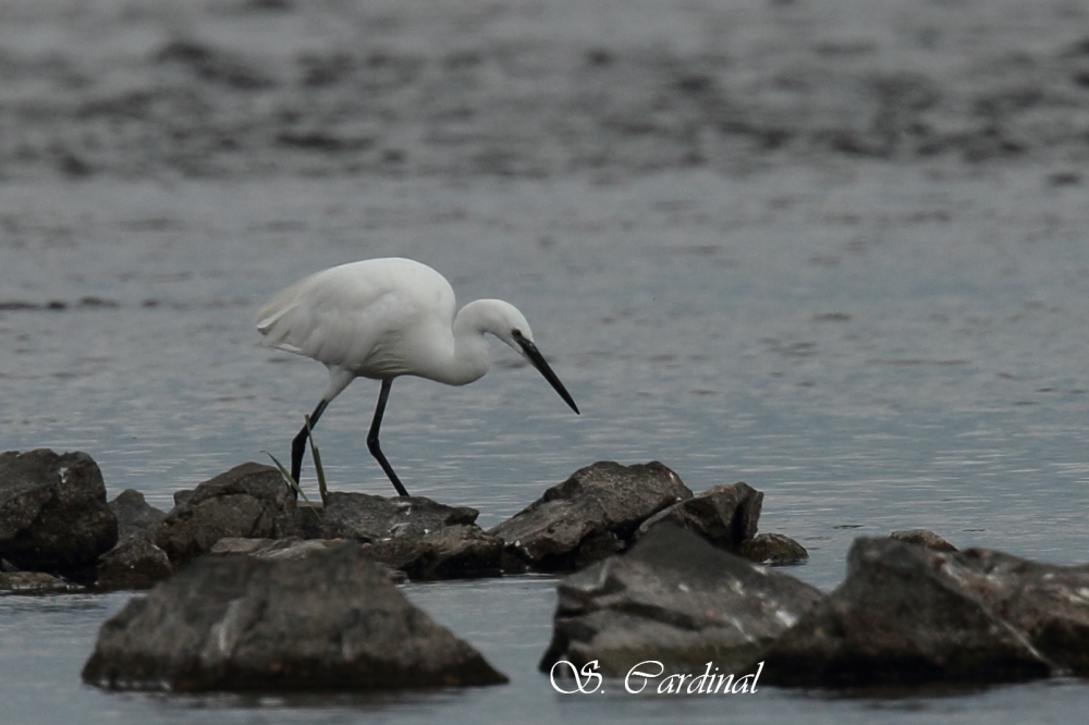 Aigrette Garzette 01 a.TIF