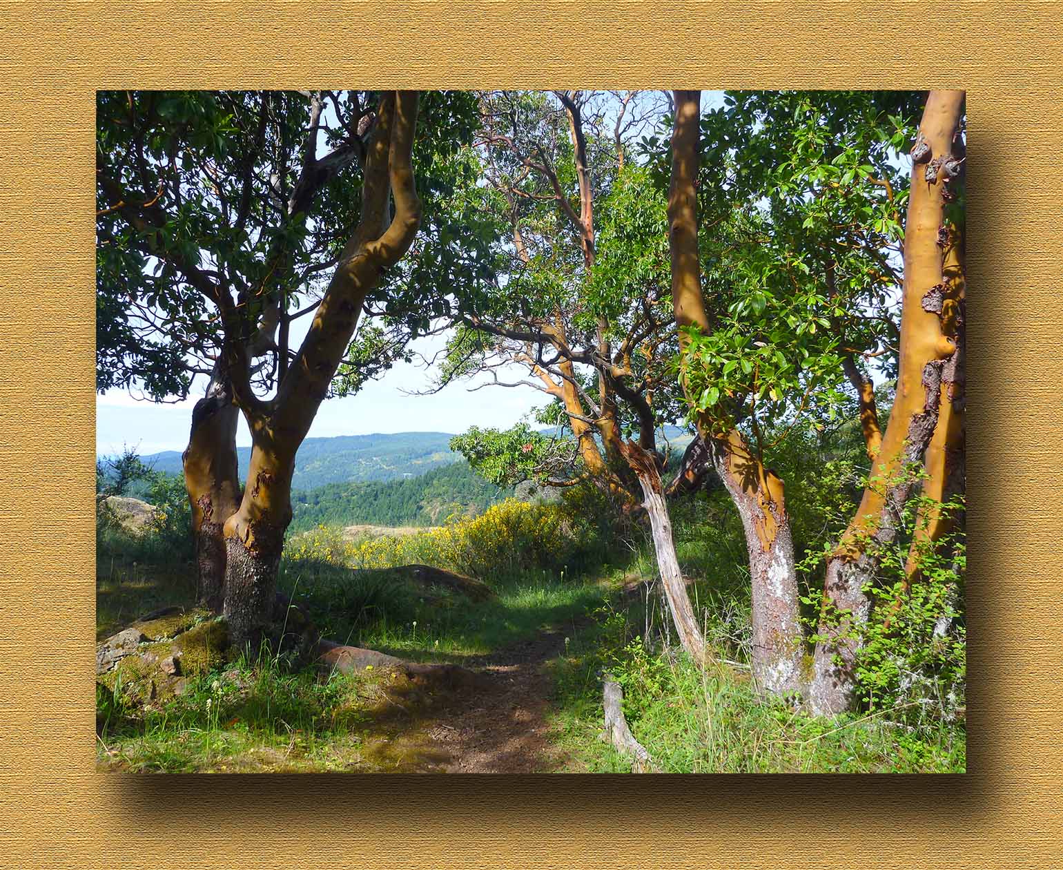 Arbutus on Lone Tree Hill