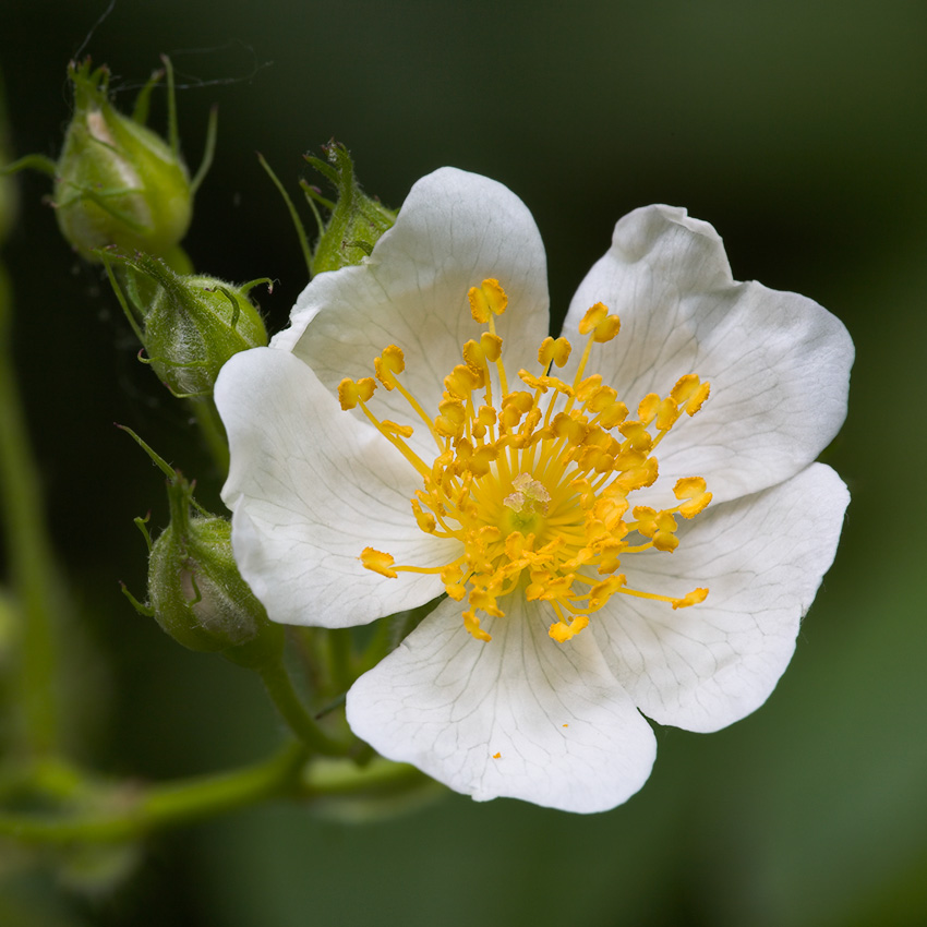 Multiflora Rose