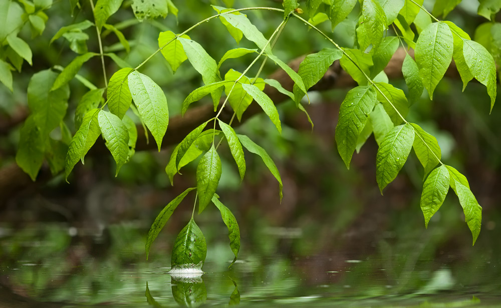 Ponds Surface