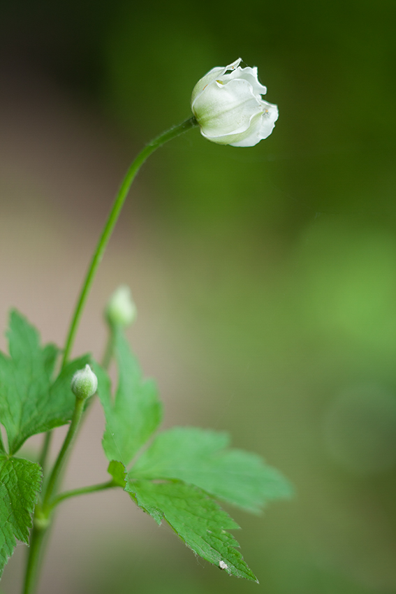 Thimbleweed Bud