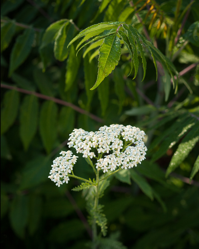 Yarrow in the Weeds