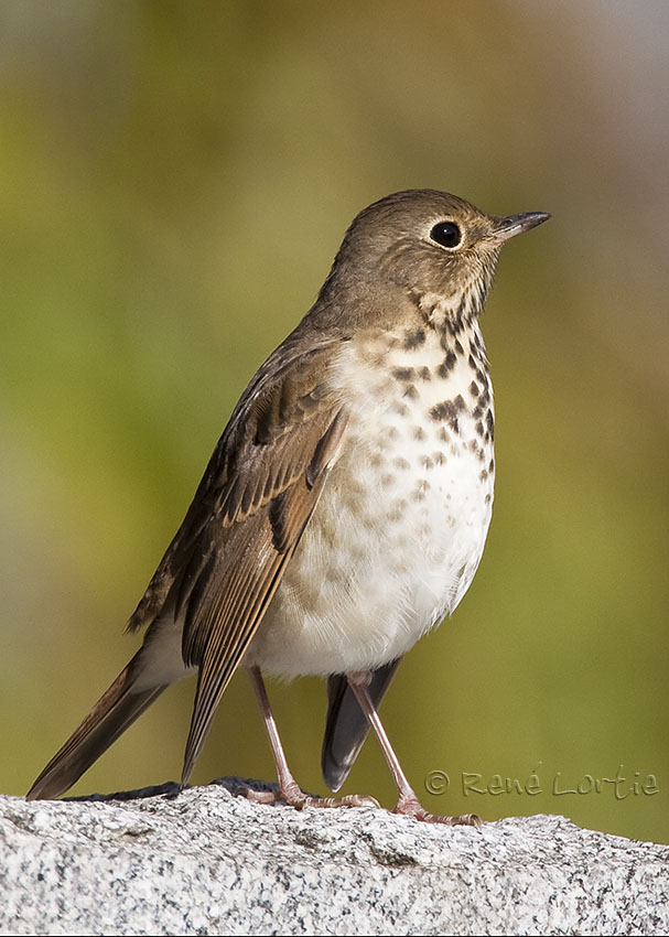 Grive solitaire<br>Hermit Thrush