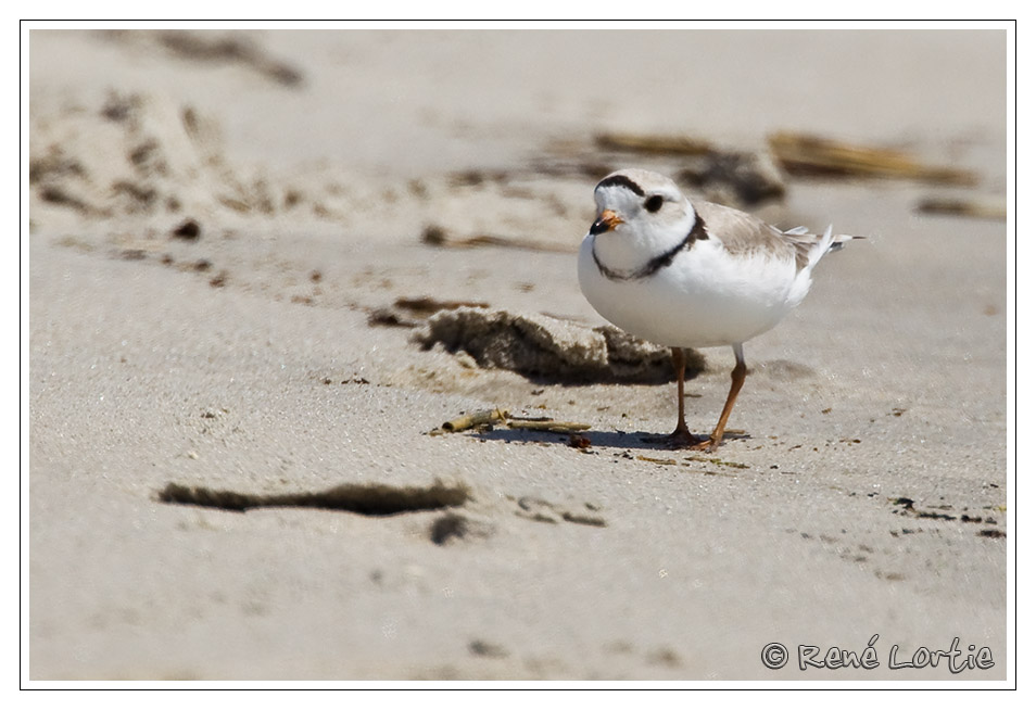 Pluvier siffleur<br>Piping Plover
