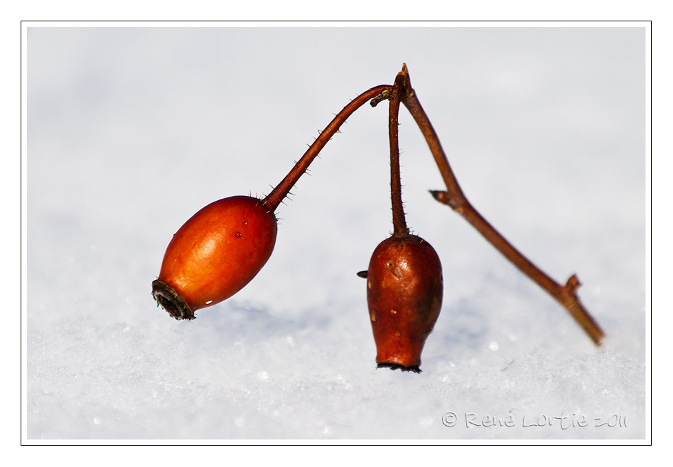 Plante sur la neige<br>Plant on snow