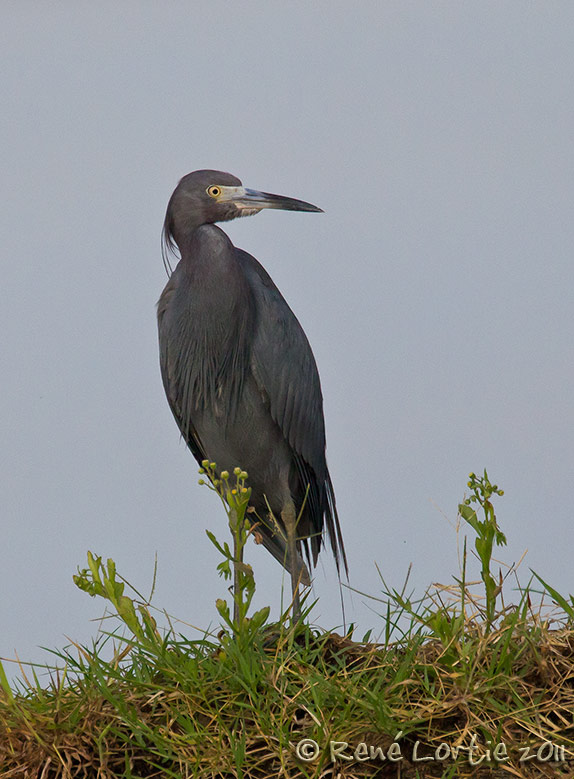 Aigrette bleue<br>Little Blue Heron, <i>Egretta caerula</i>