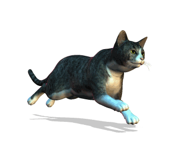 cat.gif