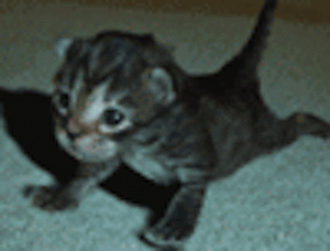 pushup-cat.gif