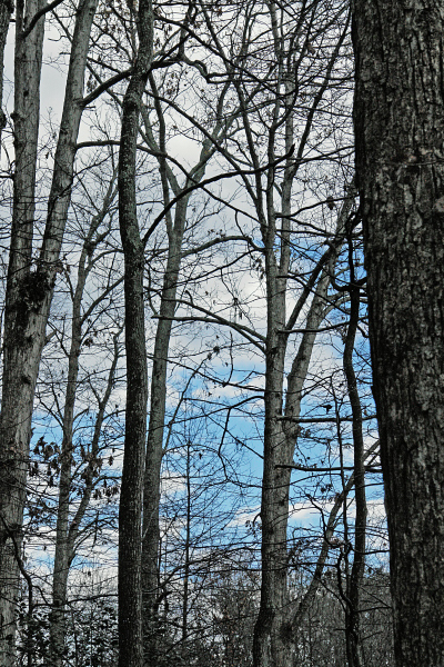 Trees  Blue Sky.JPG