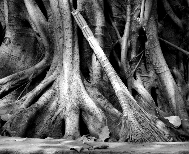 broom and tree trunk