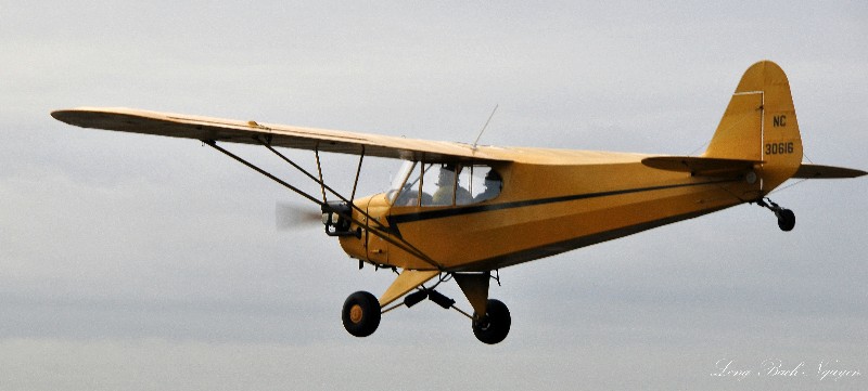Cub