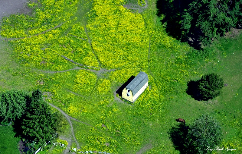 yellow barn in yellow field