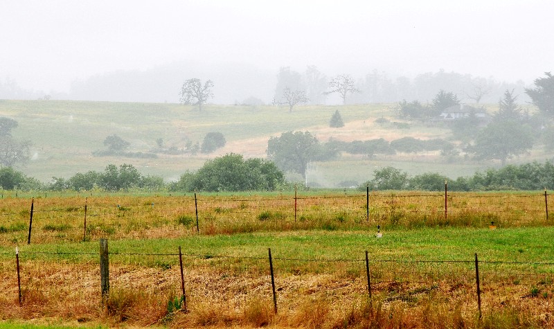 morning in santa rosa