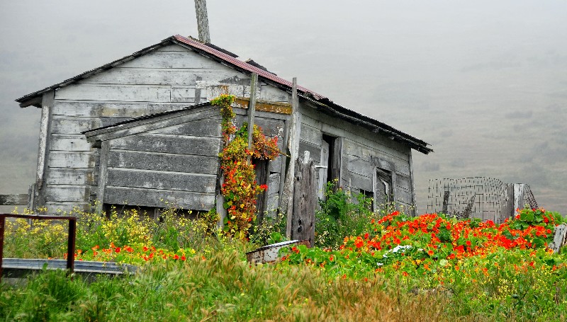 beautiful flowers