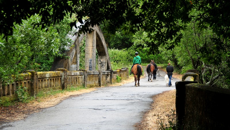 walking the horse