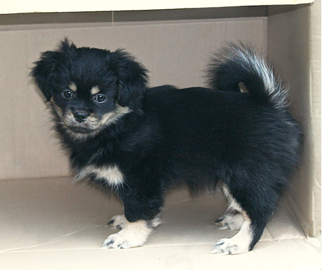 Mojo 11 weeks