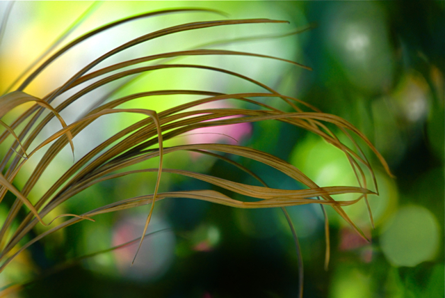 Dried Grass Abstract