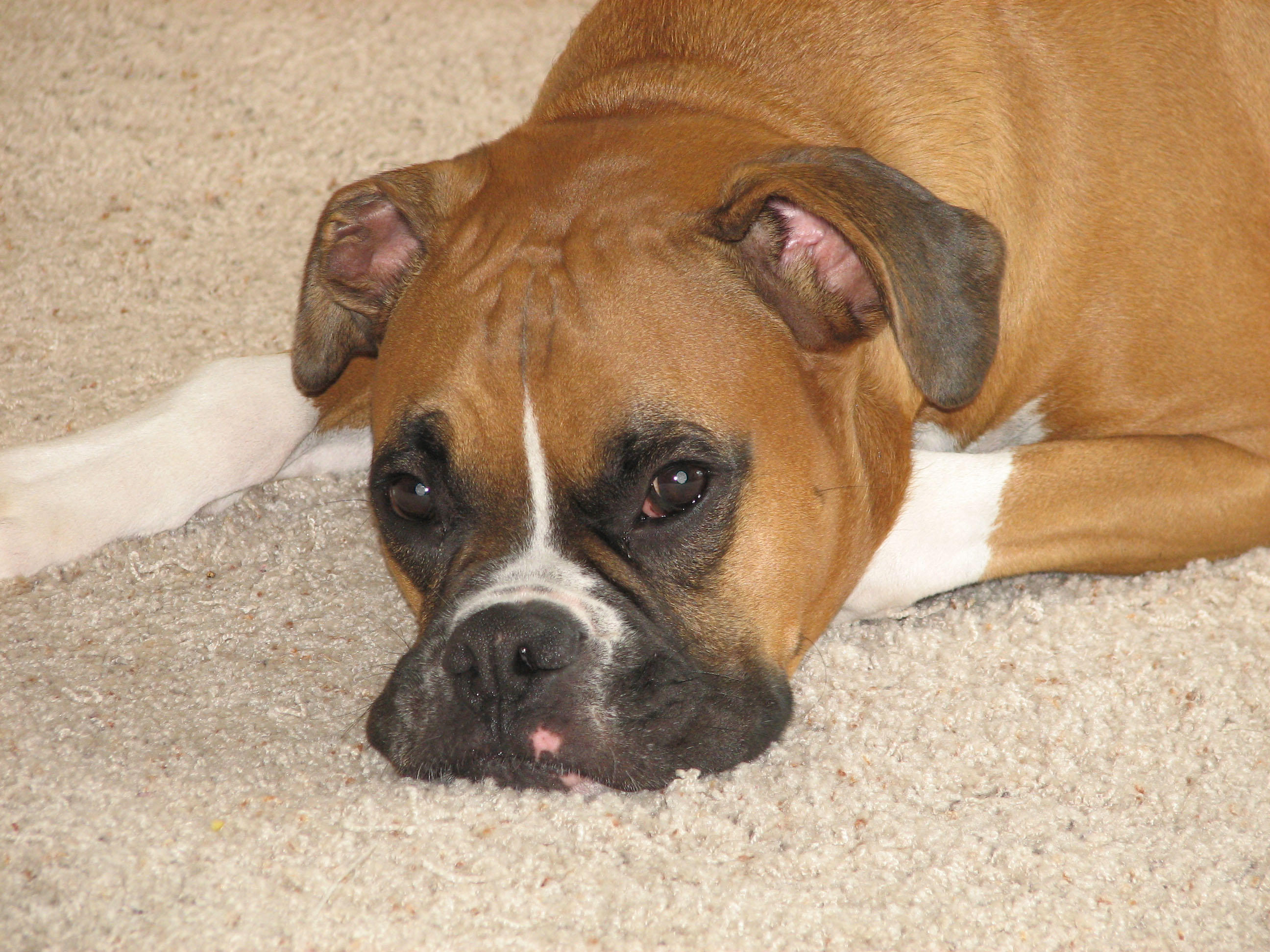 Stone on his winter carpet