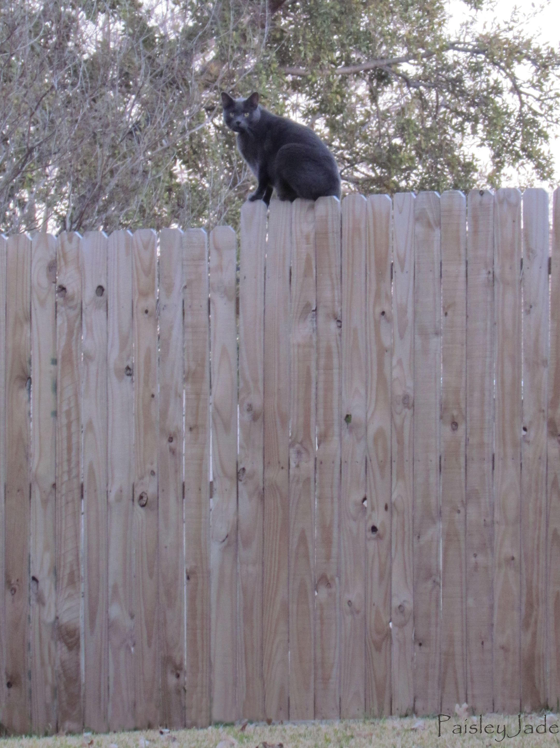 The Neighbors cat