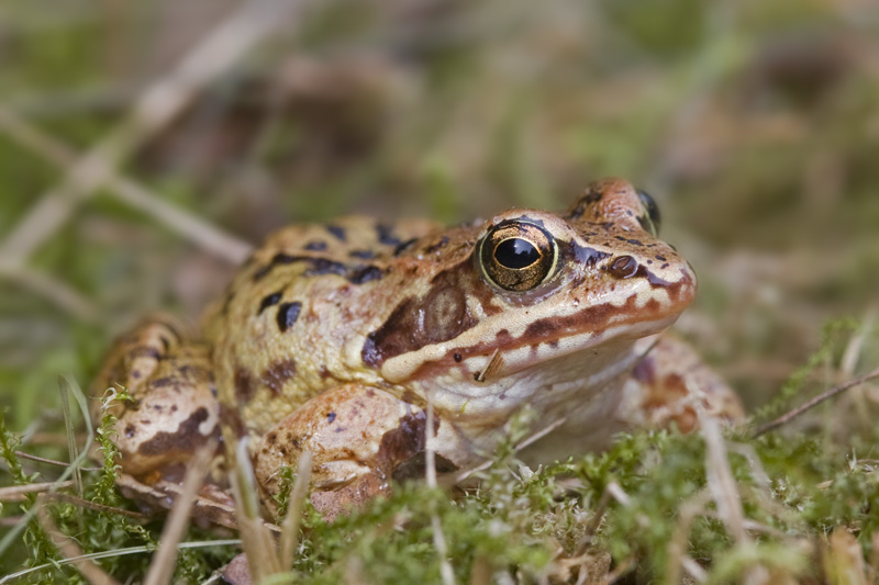 Rana temporaria