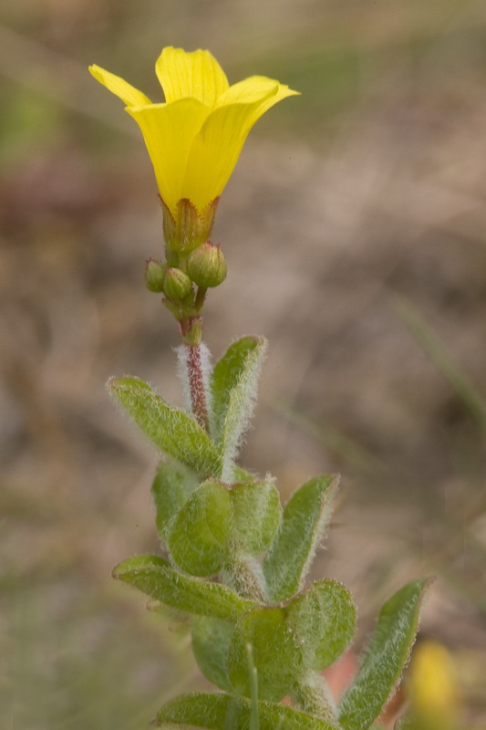 Hypericum elodes