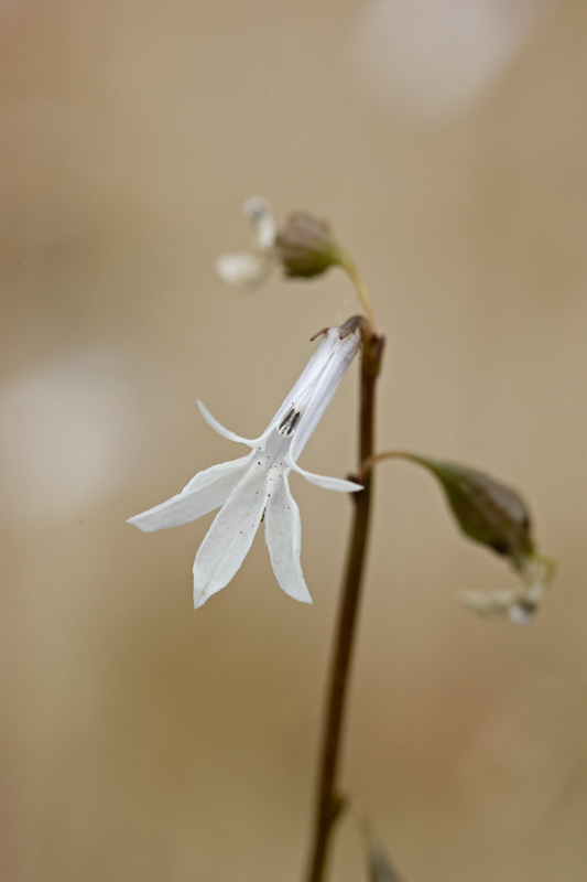 Lobelia dortmanna