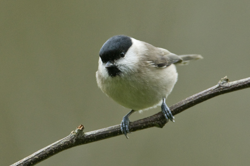 Poecile palustris