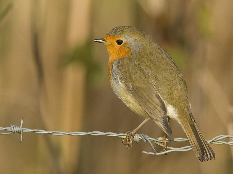 Erithacus rubecula