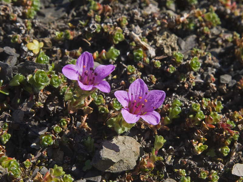 Saxifraga oppositifolia