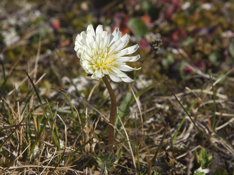 Taraxacum arcticum