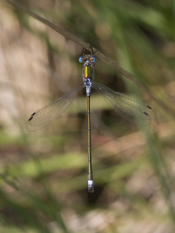 Lestes dryas