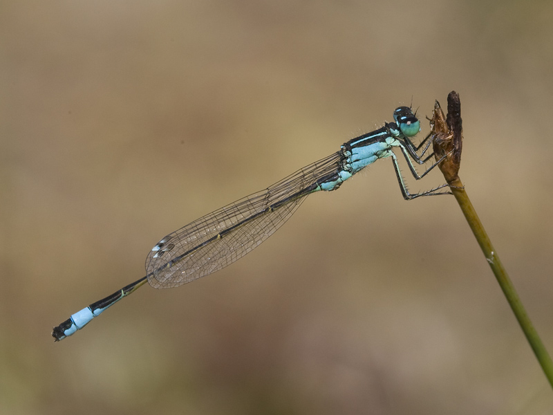 Ischnura elegans