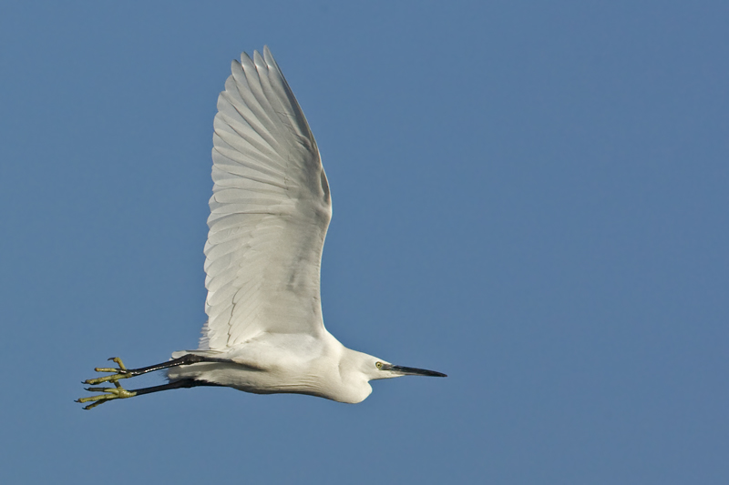 Egretta garzetta