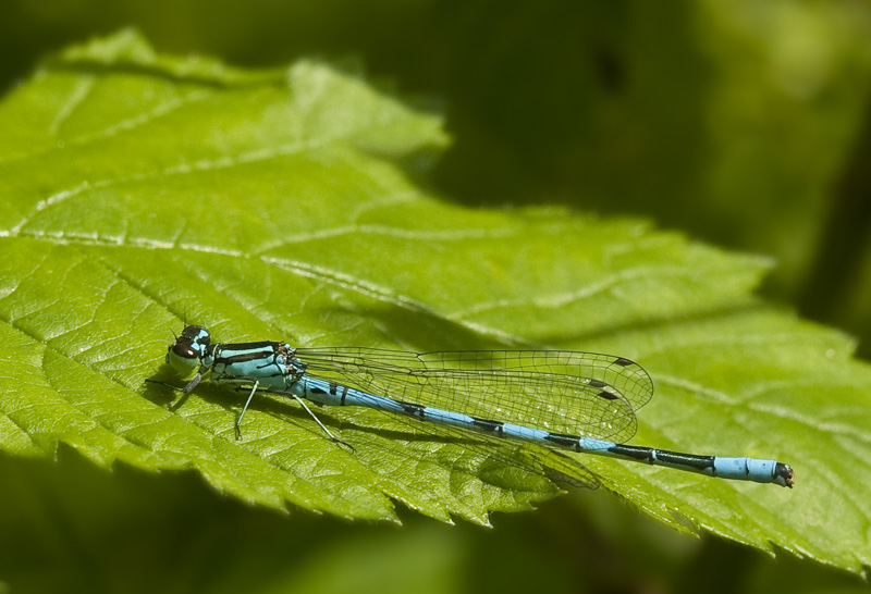 Coenagrion hastulatum