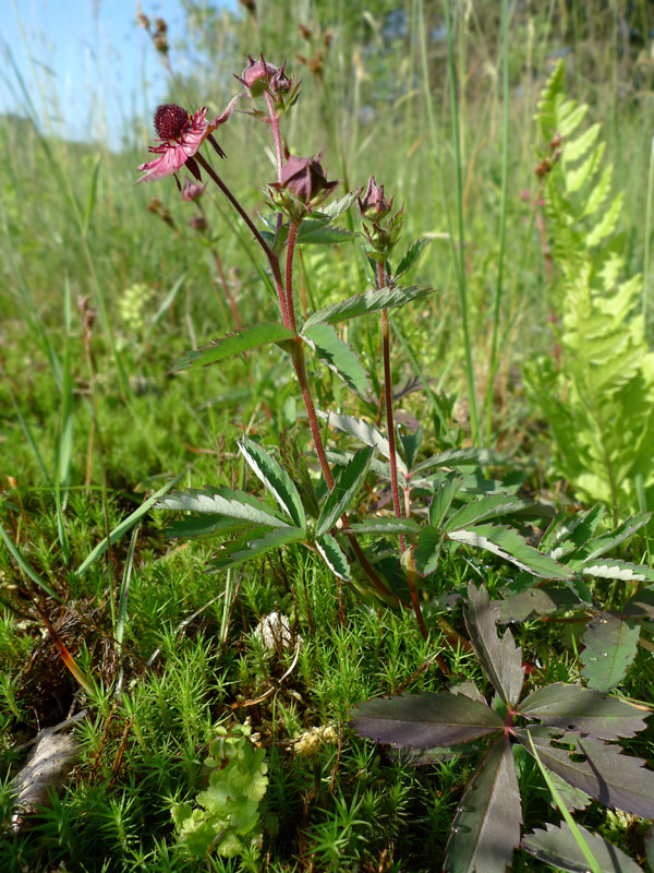 Comarum palustre