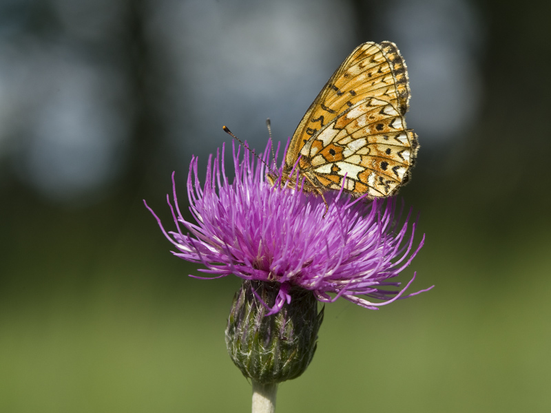 Boloria selene
