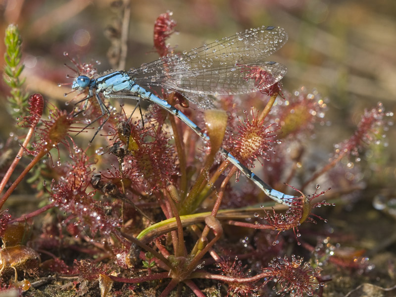 Enallagma cyathigerum op zonnedauw